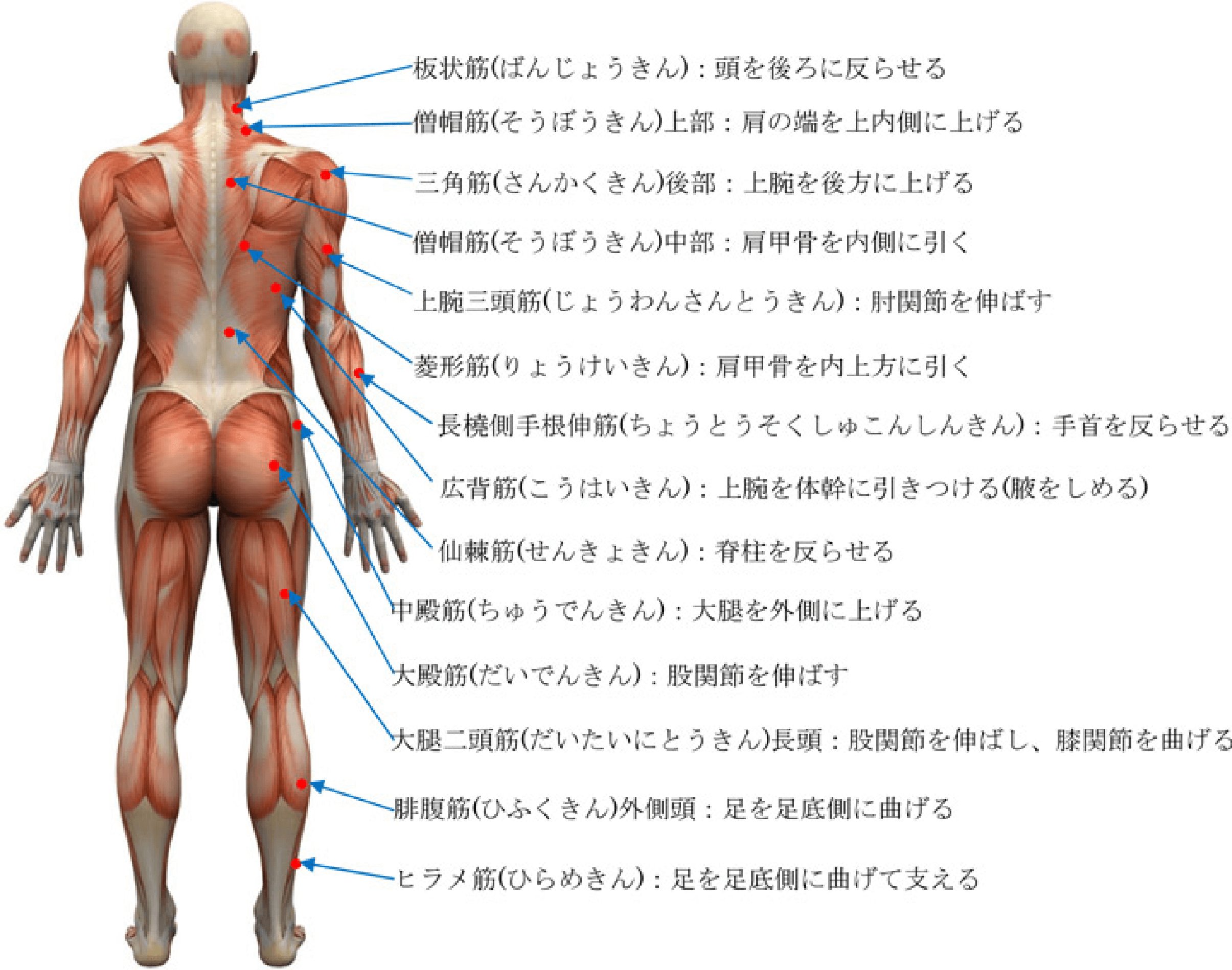 背面筋肉図